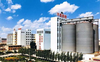 一碗面的匠心與奇跡 實業(yè)公司的四次吉尼斯世界紀(jì)錄巴彥淖爾重現(xiàn)